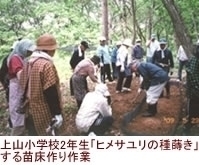 ヒメサユリの種まき