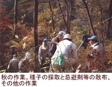 秋の作業